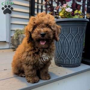 Snowball, Miniature Poodle Puppy